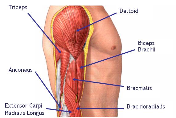 Les 10 exercices de biceps les mieux notés