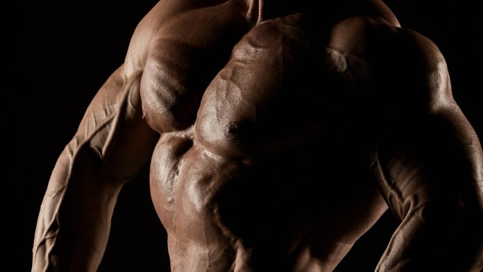 Coffre de guide d'exercice Nutrition et Musculation