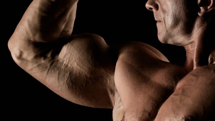 Guide d'exercices Biceps Guide d'exercices Nutrition et Musculation Biceps